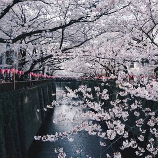 4k Sakura tree wallpaper