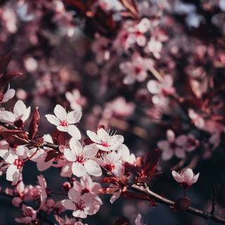 4k Sakura tree wallpaper