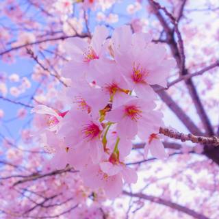 4k Sakura tree wallpaper