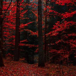 Autumn forest 1366x768 wallpaper