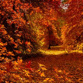 Autumn forest 1366x768 wallpaper