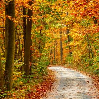 Autumn forest 1366x768 wallpaper
