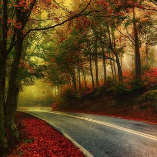 Autumn forest 1366x768 wallpaper