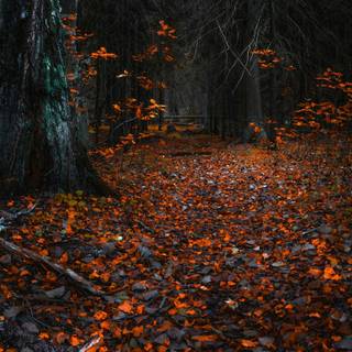 Autumn forest 1366x768 wallpaper