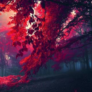 Autumn forest 1366x768 wallpaper
