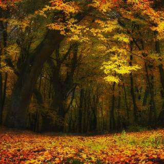 Autumn forest 1366x768 wallpaper