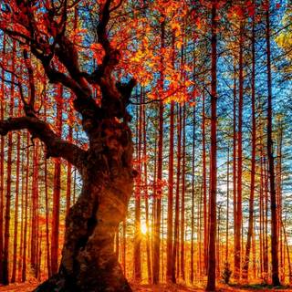 Autumn forest 1366x768 wallpaper