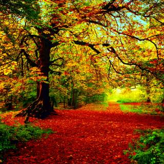 Autumn forest 1366x768 wallpaper