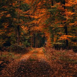 Autumn forest 1366x768 wallpaper