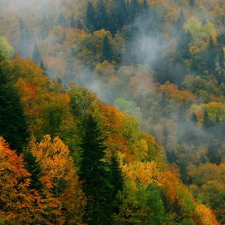 Autumn forest 1366x768 wallpaper