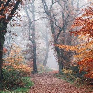 Autumn forest 1366x768 wallpaper