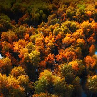 Autumn forest 1366x768 wallpaper