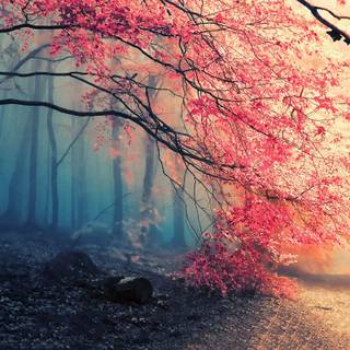Autumn forest 1366x768 wallpaper