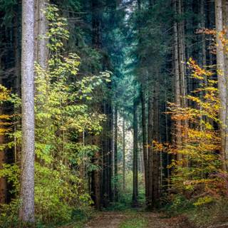 Autumn forest 1366x768 wallpaper