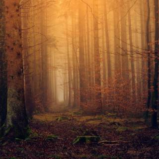 Autumn forest 1366x768 wallpaper