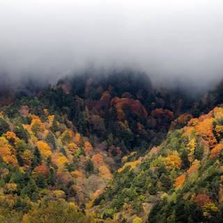 Autumn forest 1366x768 wallpaper