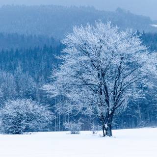 4k winter forest wallpaper