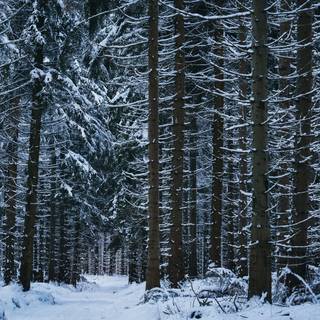 4k winter forest wallpaper