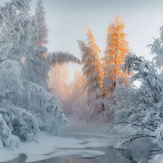 4k winter forest wallpaper