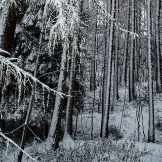 4k winter forest wallpaper