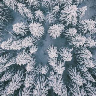 4k winter forest wallpaper