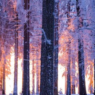 Winter 4k iPhone wallpaper