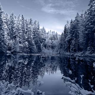 4k winter forest wallpaper