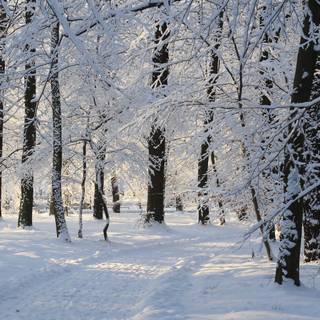 4k winter forest wallpaper