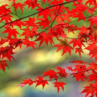 Bright 4k mobile wallpaper