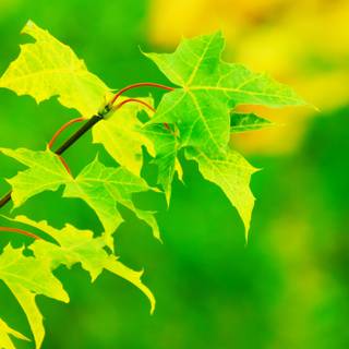 Bright 4k mobile wallpaper