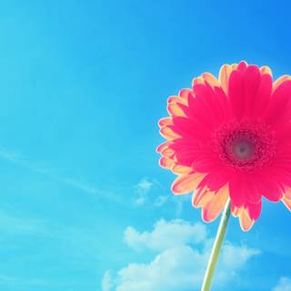 Bright 4k mobile wallpaper