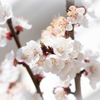 4k aesthetic white wallpaper