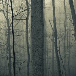 Creepy autumn desktop wallpaper