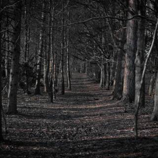 Creepy autumn desktop wallpaper