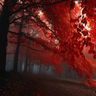 Creepy autumn desktop wallpaper