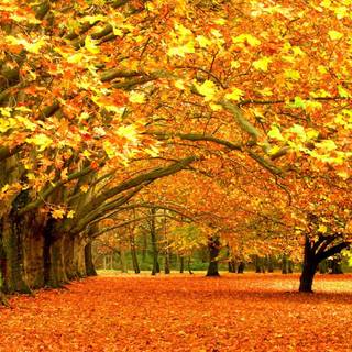 Autumn tree falling leaves wallpaper