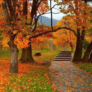 Autumn tree falling leaves wallpaper