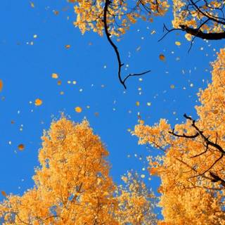 Autumn tree falling leaves wallpaper