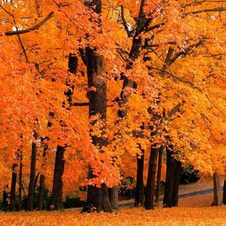 Autumn tree falling leaves wallpaper