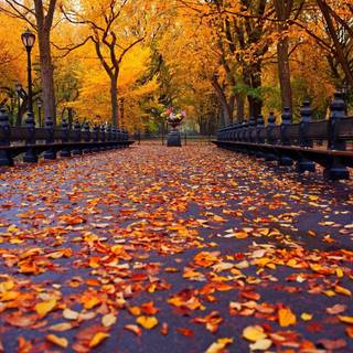 Autumn tree falling leaves wallpaper