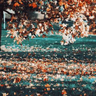 Autumn tree falling leaves wallpaper