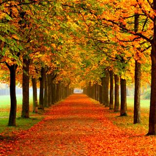 Autumn tree falling leaves wallpaper