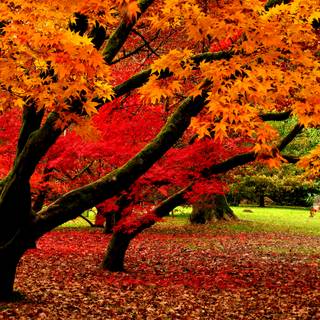 Autumn tree falling leaves wallpaper