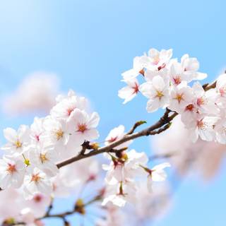 5k spring flowers wallpaper