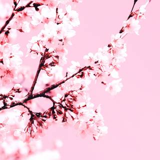 Cherry Blossom 4k laptop wallpaper
