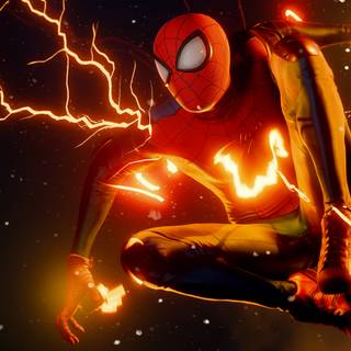 Spider 4k PC wallpaper