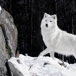 Desktop wolf white wallpaper