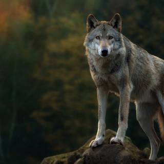 Wolf PC 4k wallpaper