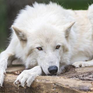 Wolf PC 4k wallpaper