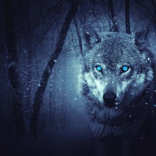 Wolf PC 4k wallpaper